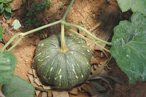 lovely Green Pumpkin Variety Types