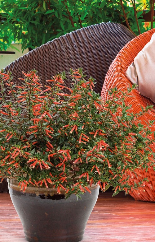 lovely Tropical Plants With Orange Flowers