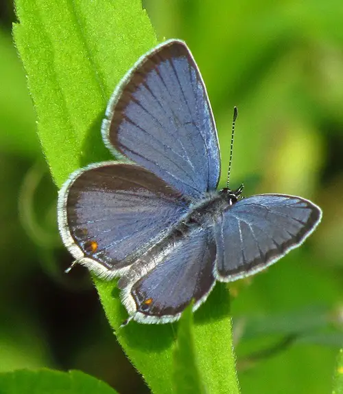 Purple Butterfly Meaning and Types
