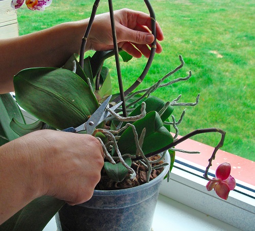 best Orchid Care Tips 