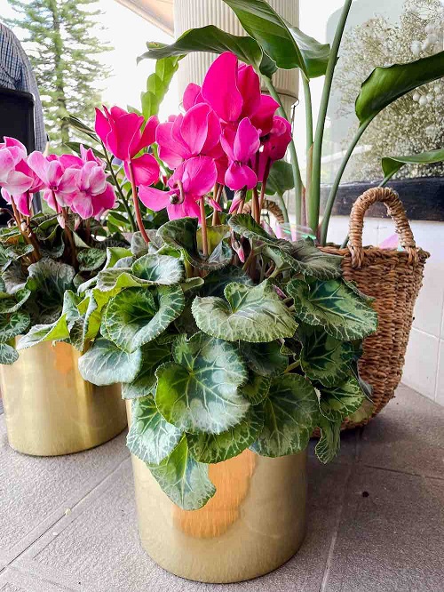 Gorgeous Hot Pink flower in copper pot