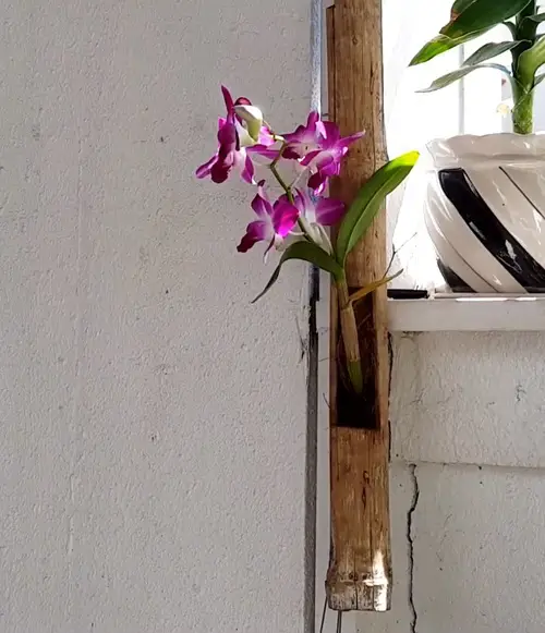 diy orchid Bamboo Planter