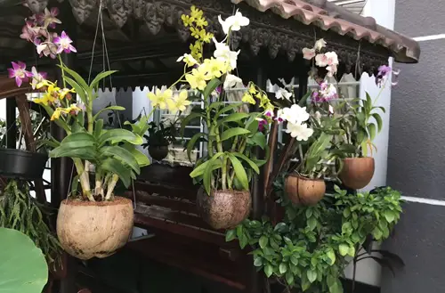 DIY Orchid Coconut Shell Planter Pot Ideas 5