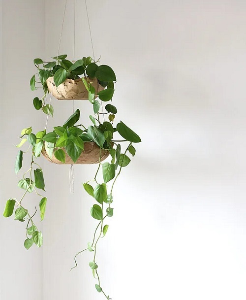 Tiered Paper Bags for Hanging Pothos