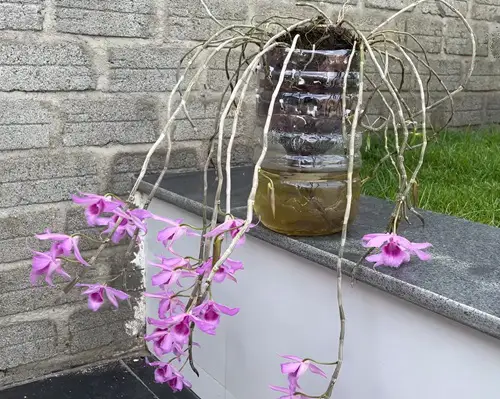 Orchid Pot from Plastic Bottles