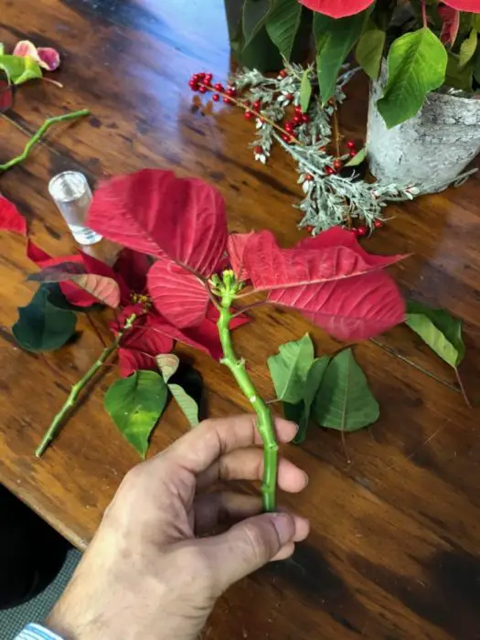 Holiday Season Plants to Grow from Cuttings