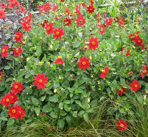 Beautiful Red Flowers With Yellow Center in garden