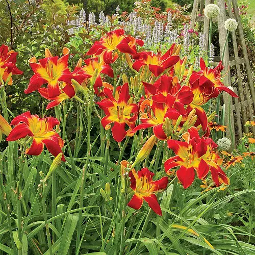 Gorgeous Red Flowers with a Yellow Core in garden