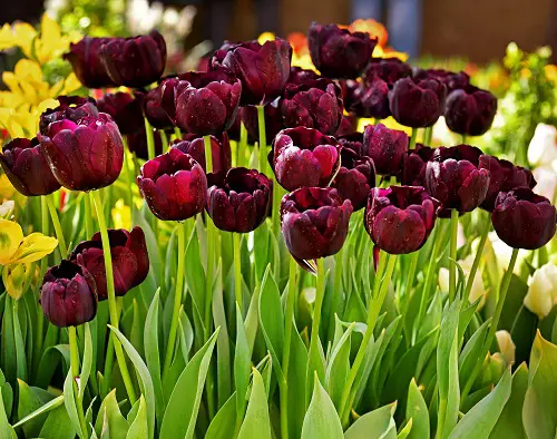 Maroon Flowers for the Garden
