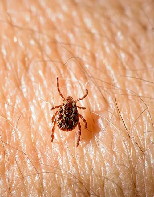 best insects that Similar to Bed Bugs 