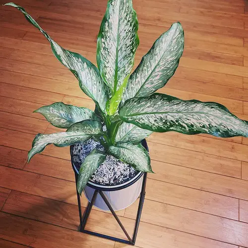 Types of Dieffenbachia 19