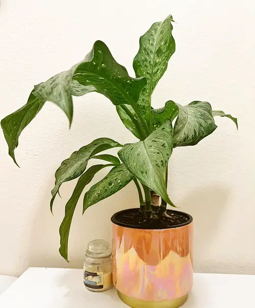 Dieffenbachia Memoria corsii-Types of Dieffenbachia Plants