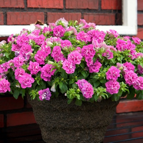  Stunning Hot Pink Flowers 