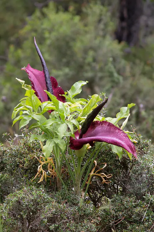 The majority of Gothic Flowers in garden