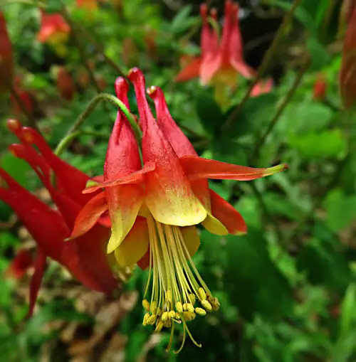 Magnificent Red Flowers with a Yellow Centre