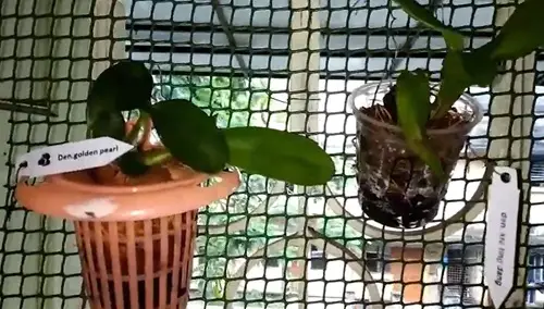 Easy DIY Orchid Pot Idea