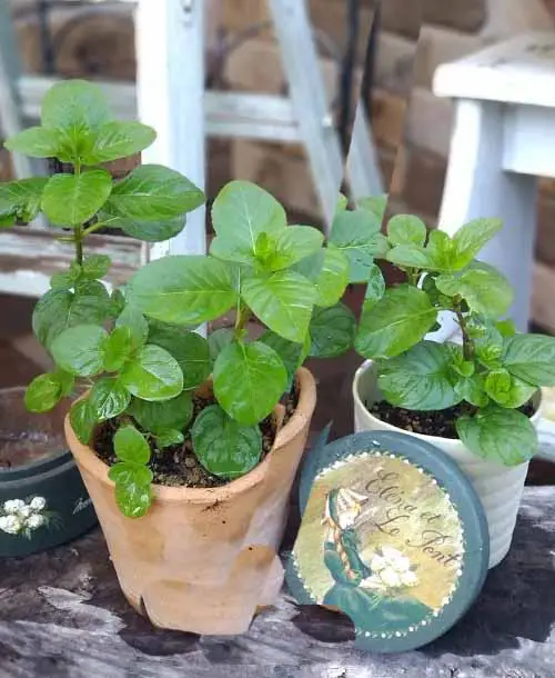 Mint Varieties with Fragrances for Herb Gardens