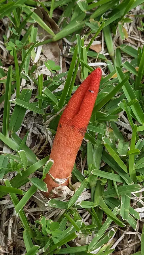 lovely Mushrooms Having a Blooming Look