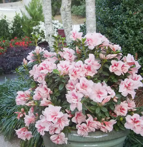 Flowers that Cats Cannot Eat