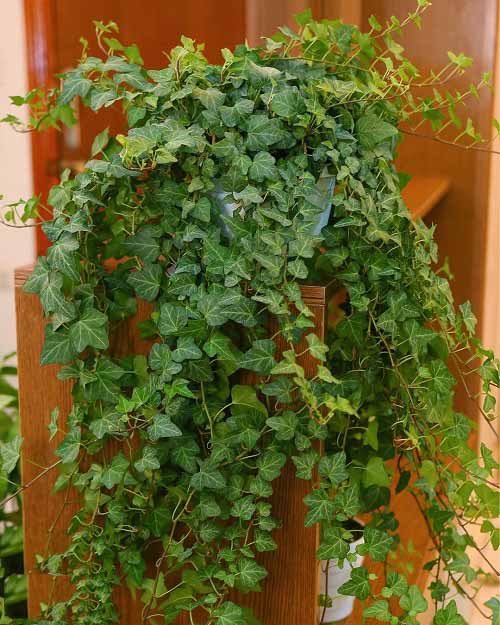 Indoor Creeper Plants that Trail Gracefully