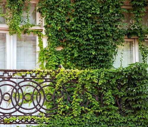 Nurturing and Supportive Vines that are Also a Term of Endearment 12