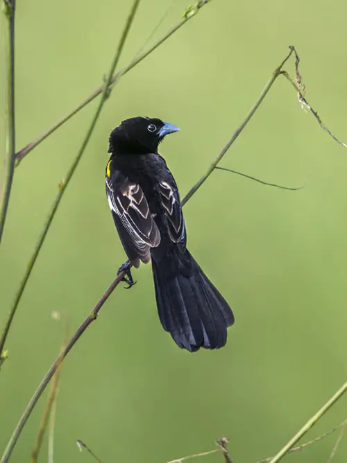 Birds with White Stripes on Wings in little stem