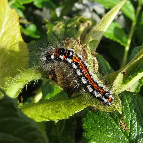 little Caterpillars in orange and black