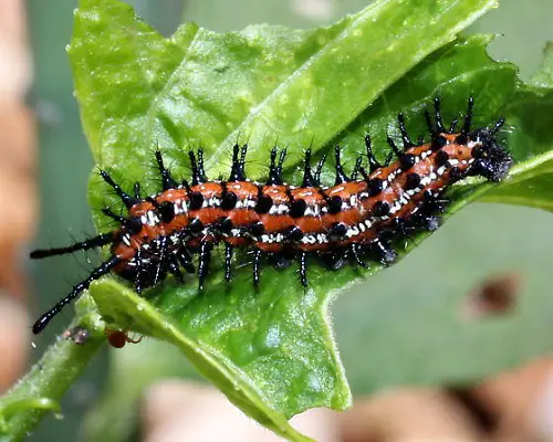 Orange and Black Caterpillars
