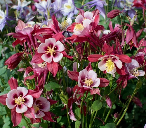 Best Polish Flowers for the Garden