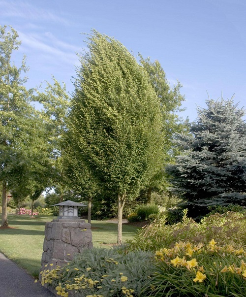 Trees with a Grey, Smooth Bark