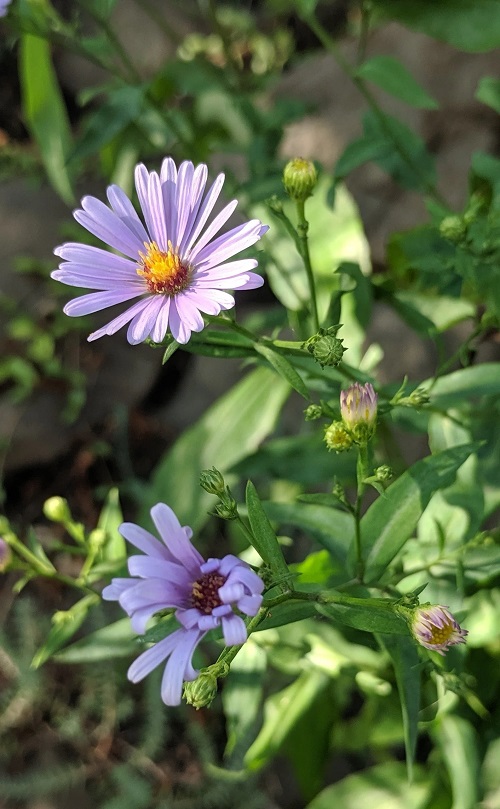 lovely Polish Flowers for the Garden