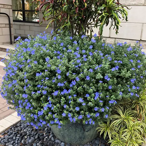 Blue Flowering Houseplants 3