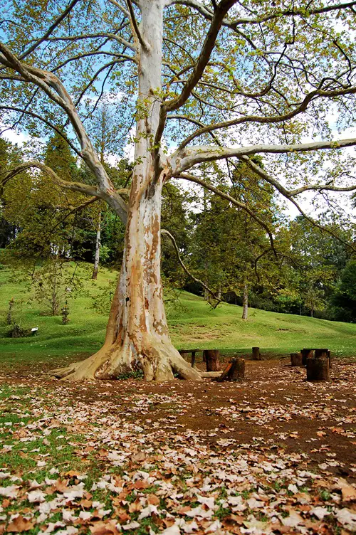 best Trees With Smooth Gray Bark