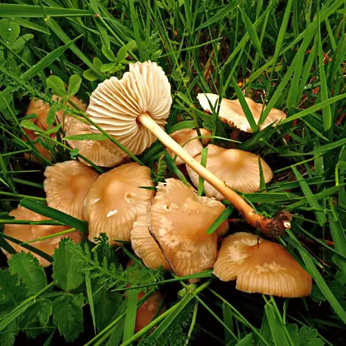 best Mushrooms that Look like flowers 