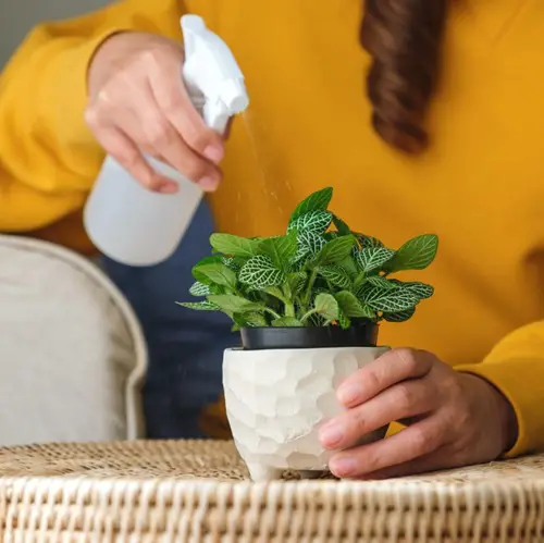 Pour Water Over Crushed Garlic, then Spray it on Your Plants
