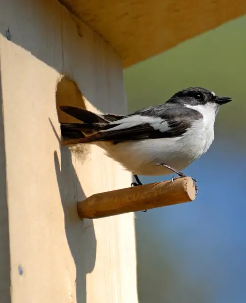 Birds with White Stripes on Wings in bird house