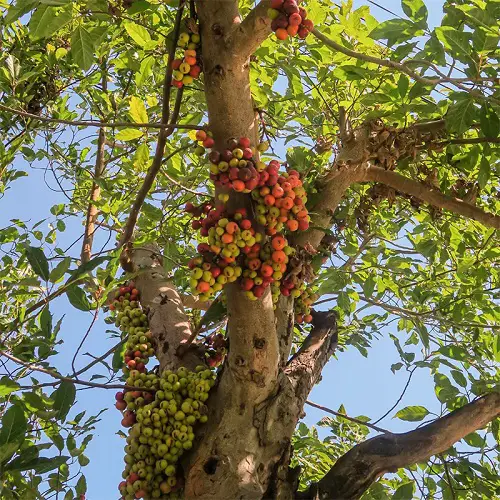 Best Zone 7 Fruit Trees in garden