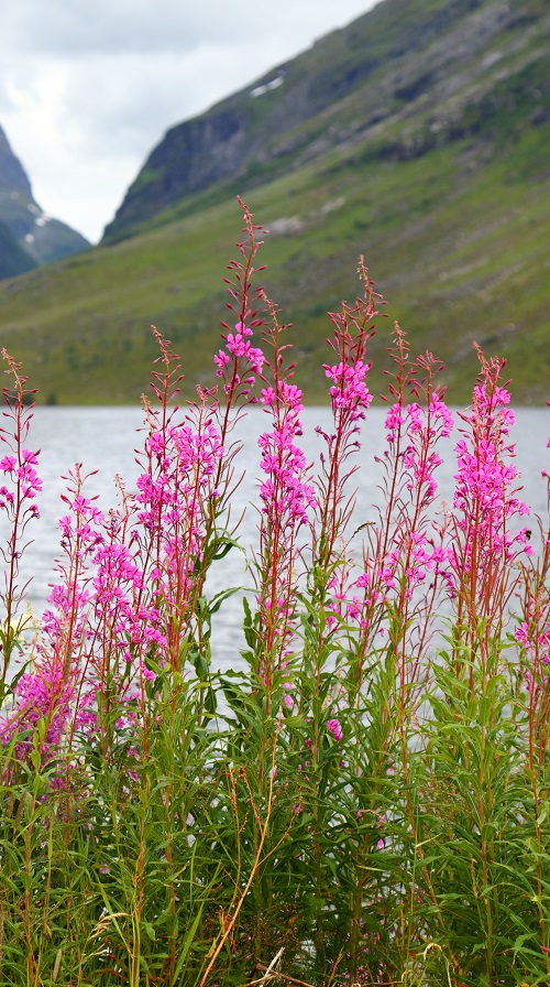 top Best Polish Flowers for the Garden