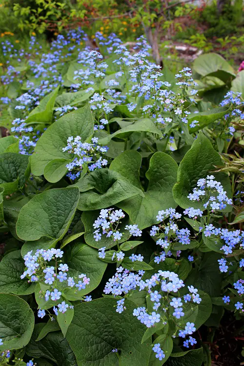Forget-Me-Not Flowers - Symbolism