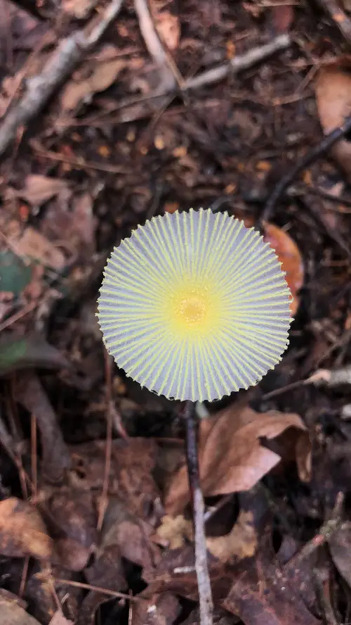 Mushrooms that Look Like Flowers