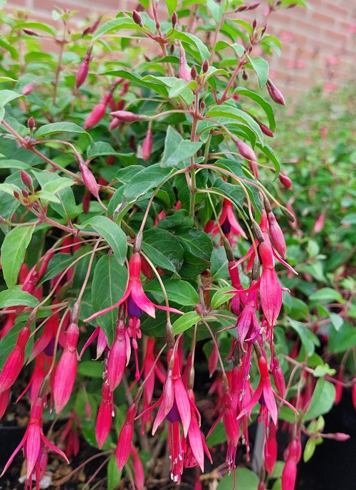 Gorgeous Vibrant Pink Flowers
