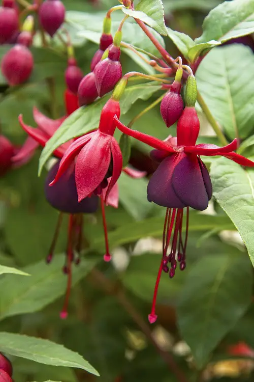 amazing Magnificent Maroon Flowers Yard