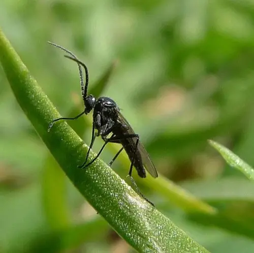 Where Do Gnats Come From?