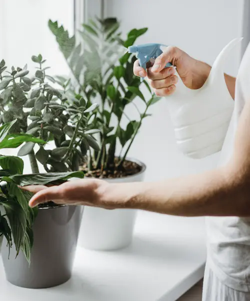 Why Spray Garlic Water in the Garden