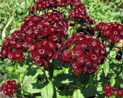 top Beautiful Maroon Garden Flowers