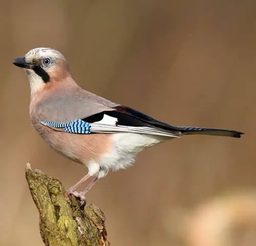 Birds with White Wing Stripes on wood
