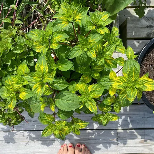 beautiful Scented Mint Types for Herb Gardens