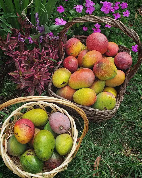 Sweetest Mango Varieties 