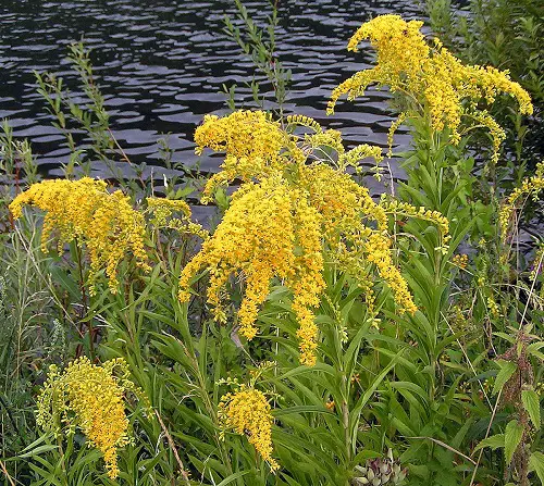 Plants that Attract Snakes Wild Flowers