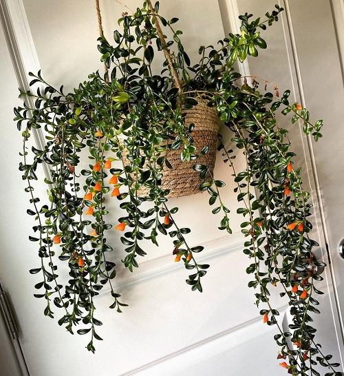 Indoor Creeper Plants on door 